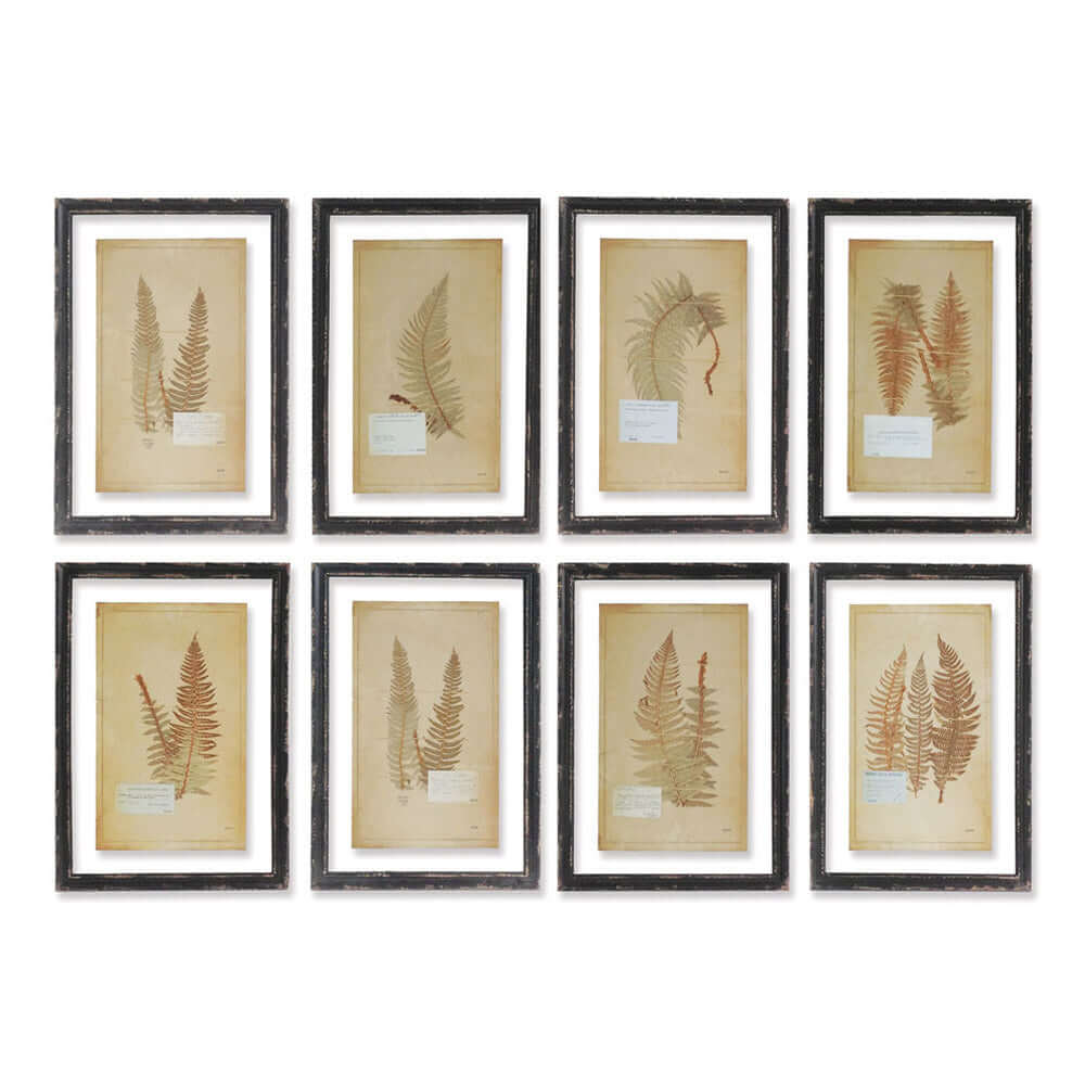 Antique Framed Botanical Fern Prints (Set of 8)