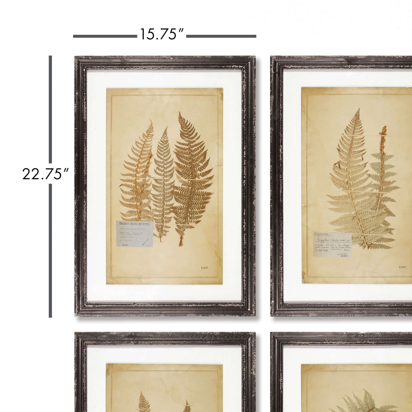 Antique Framed Botanical Fern Prints (Set of 8)