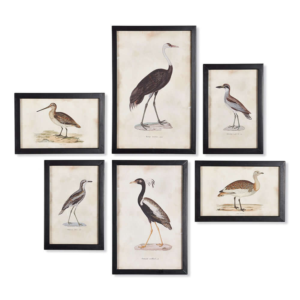 Antique Framed Ornithology Bird Prints (Set of 6)