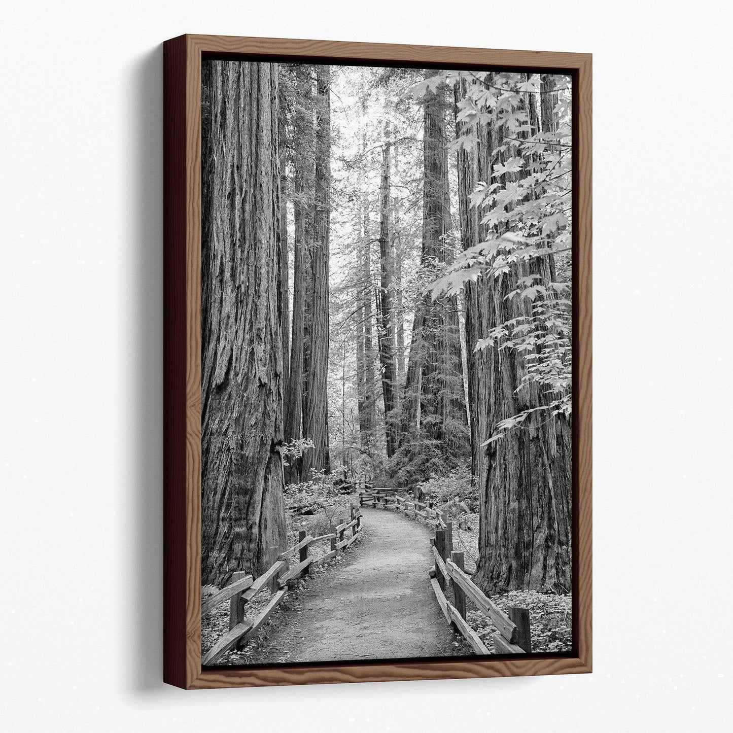 Redwood Pathway