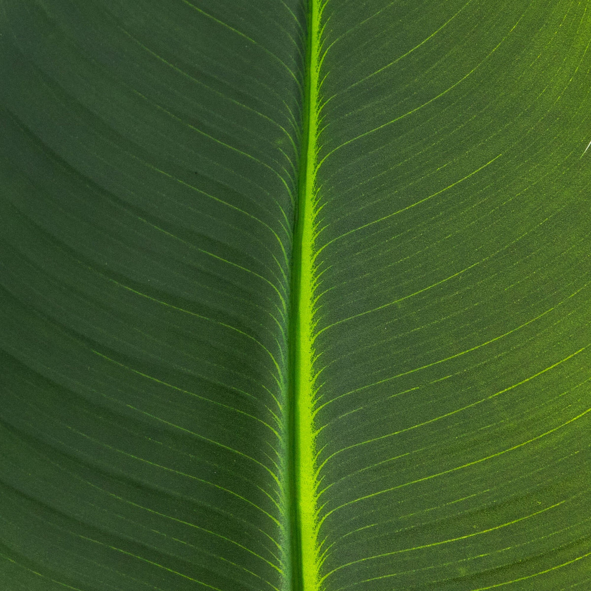 40" Artificial Traveler's Palm Stems - Set of 6
