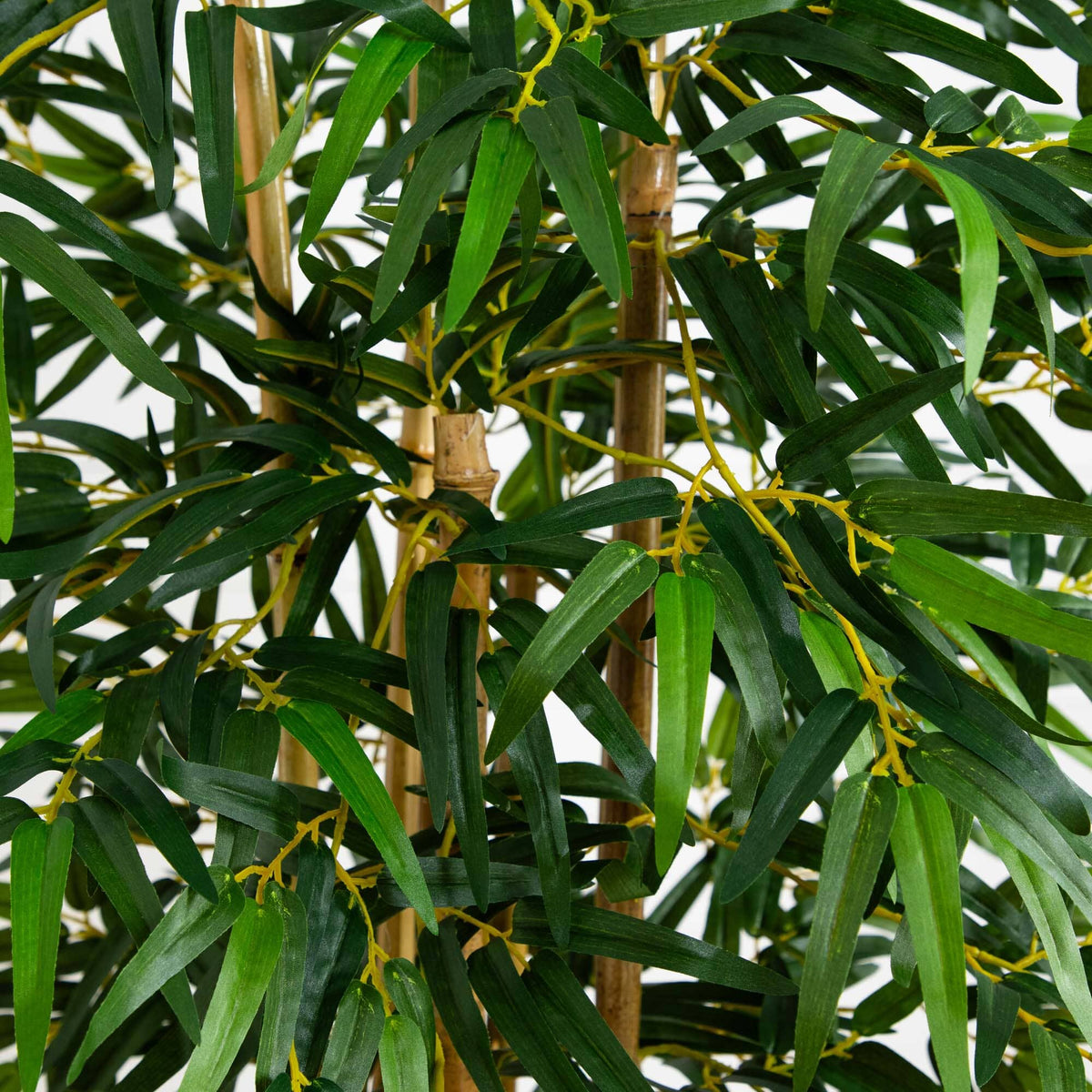 5' Multi Bambusa Bamboo Silk Tree
