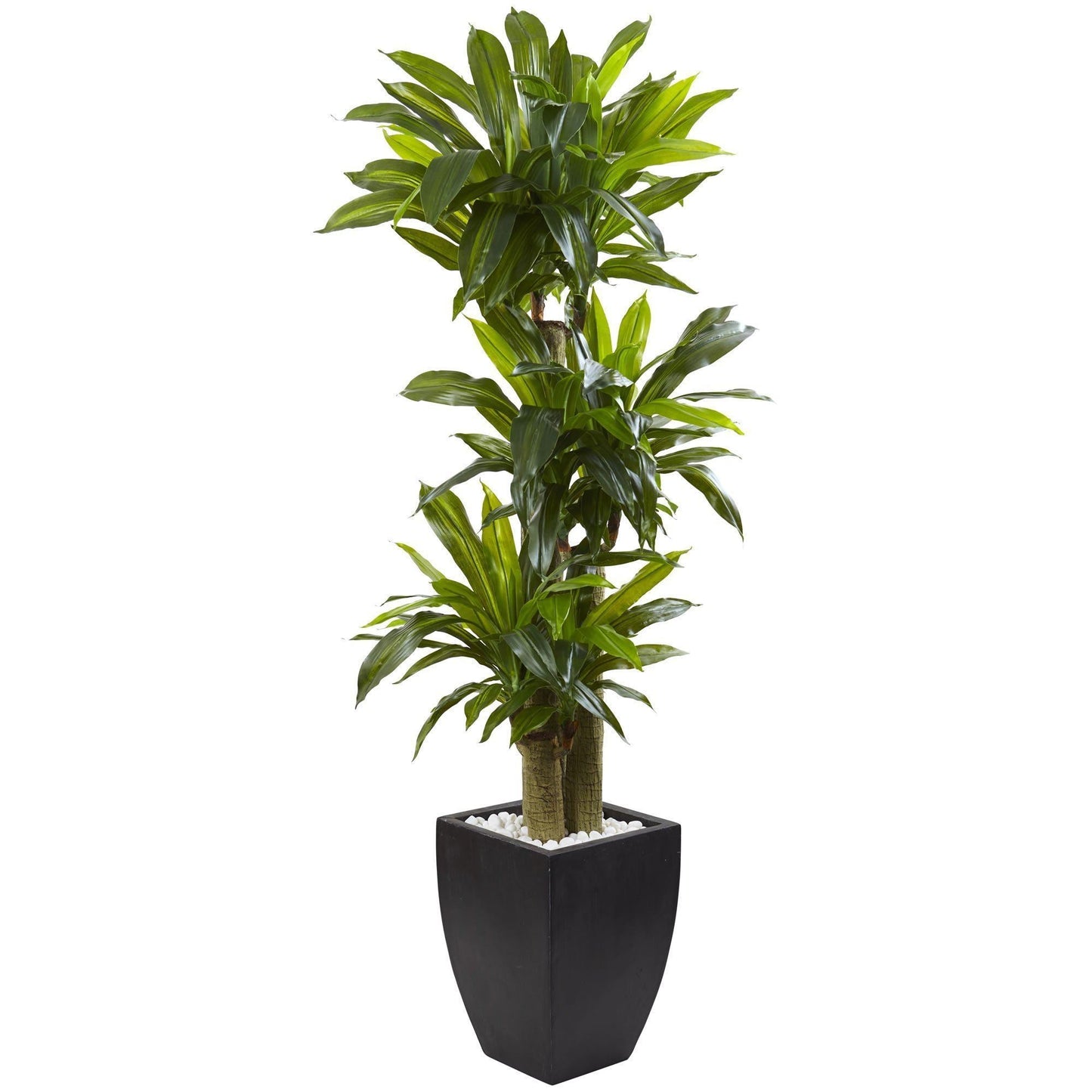 5.5’ Corn Stalk Dracaena with Black Wash Planter