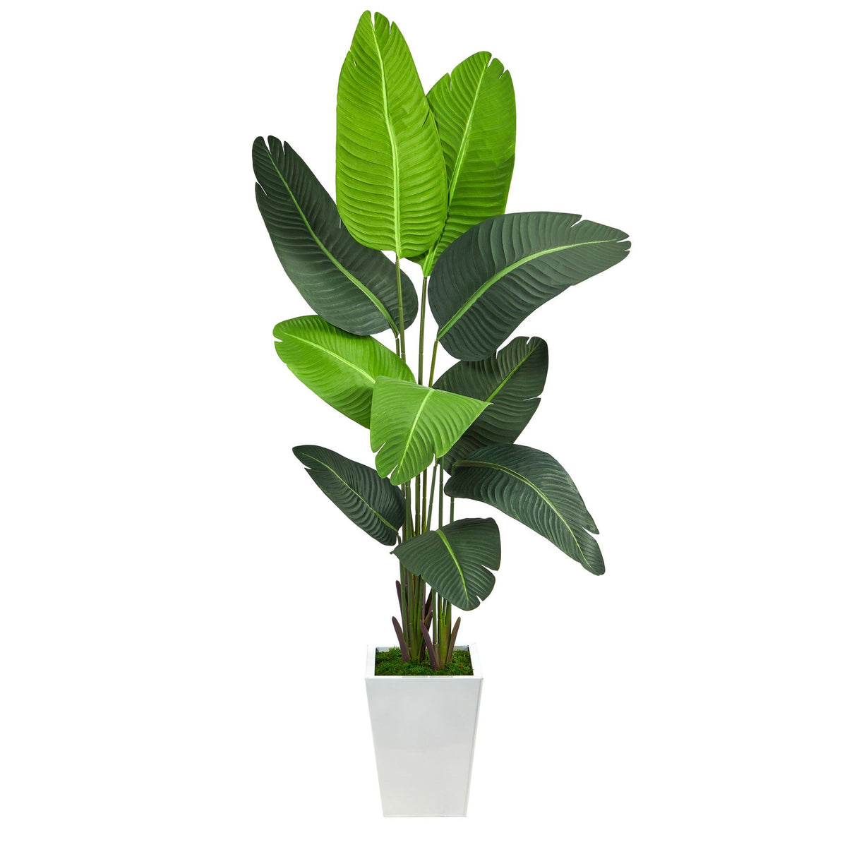 5.5’ Traveler's Palm Artificial Tree in White Metal Planter