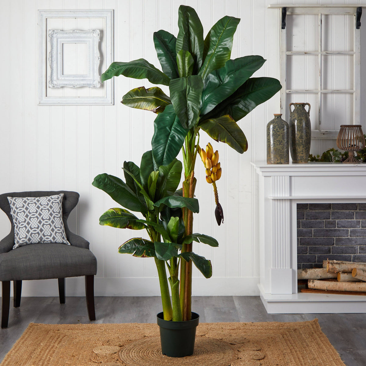 6' Triple Stalk Banana Silk Tree