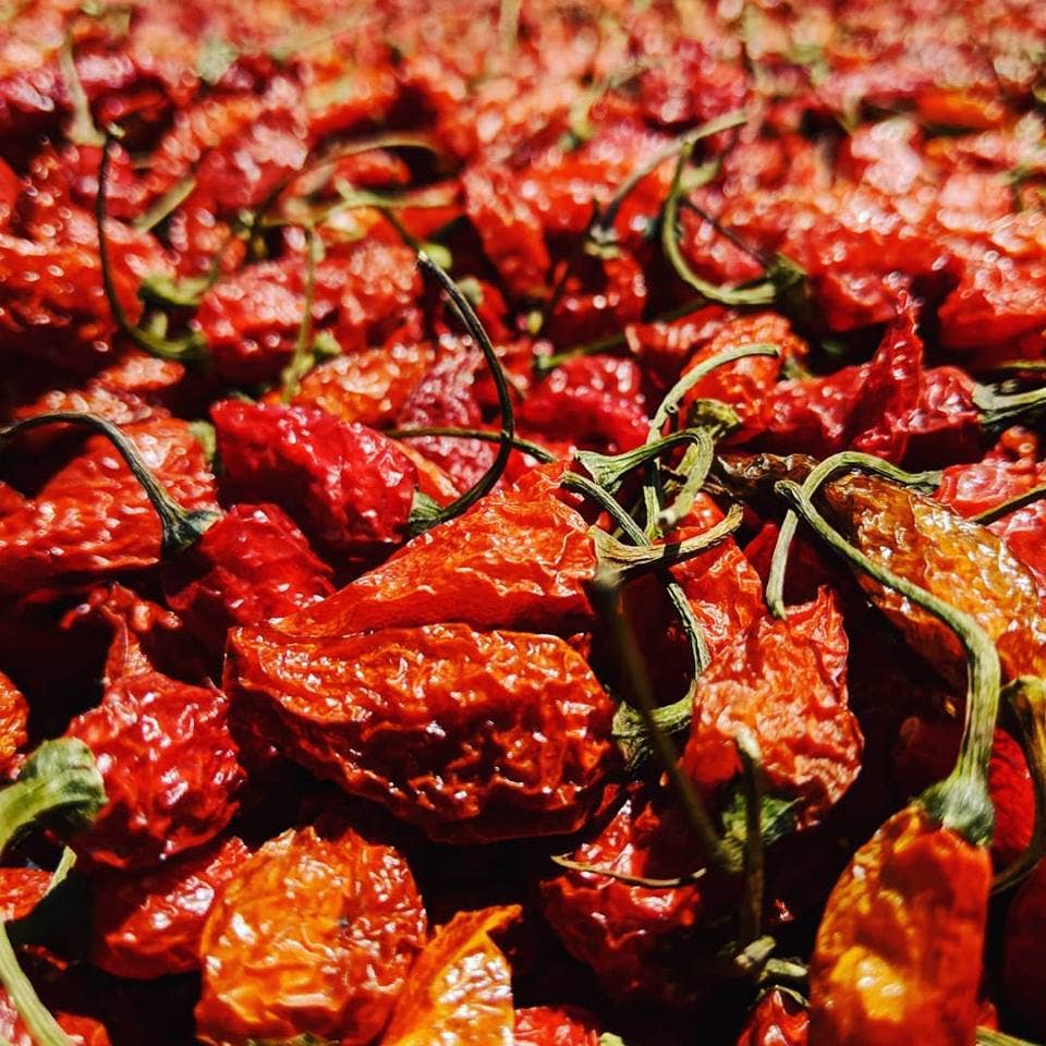 Cobanero Chili | Cobán, Guatemala