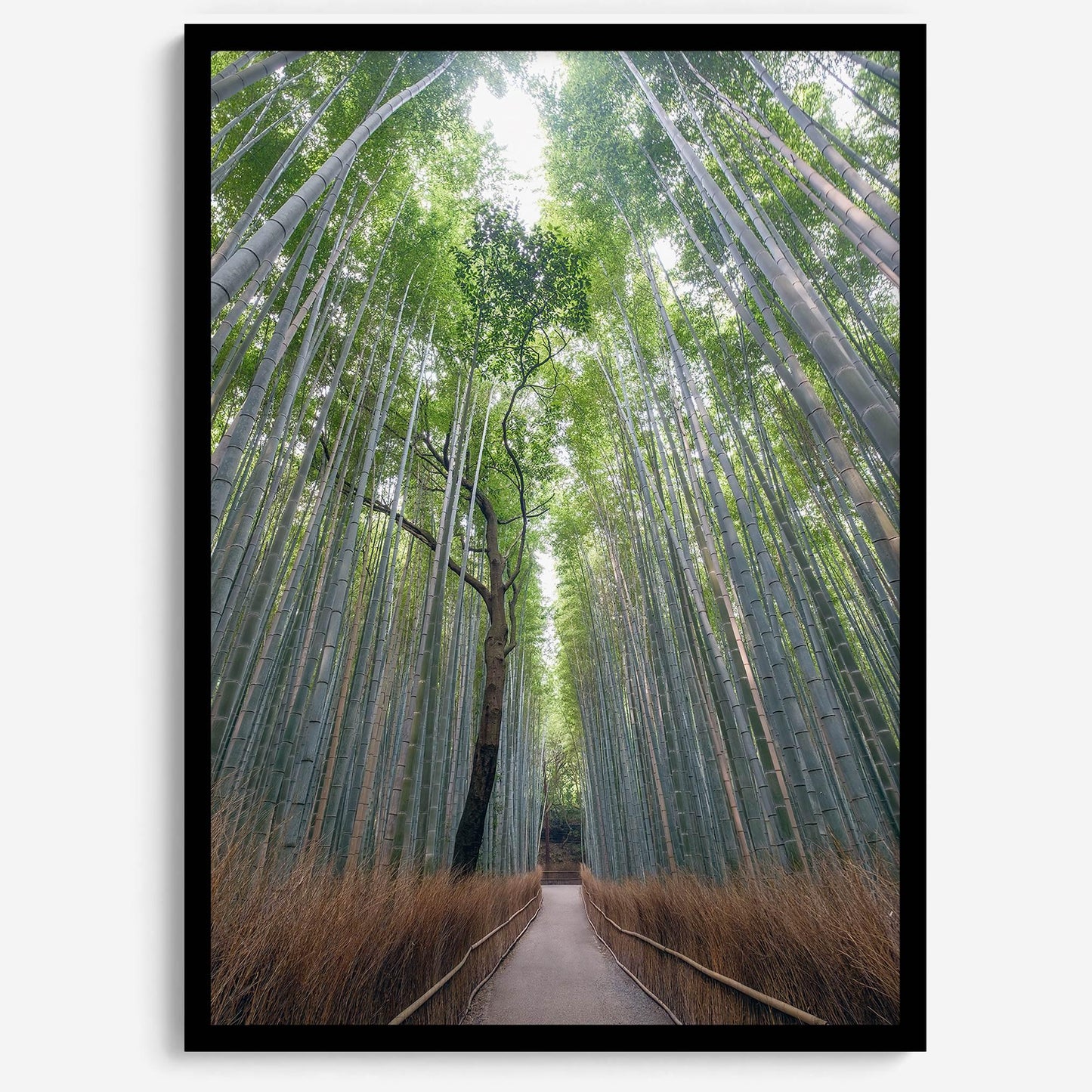 Bamboo Aisle
