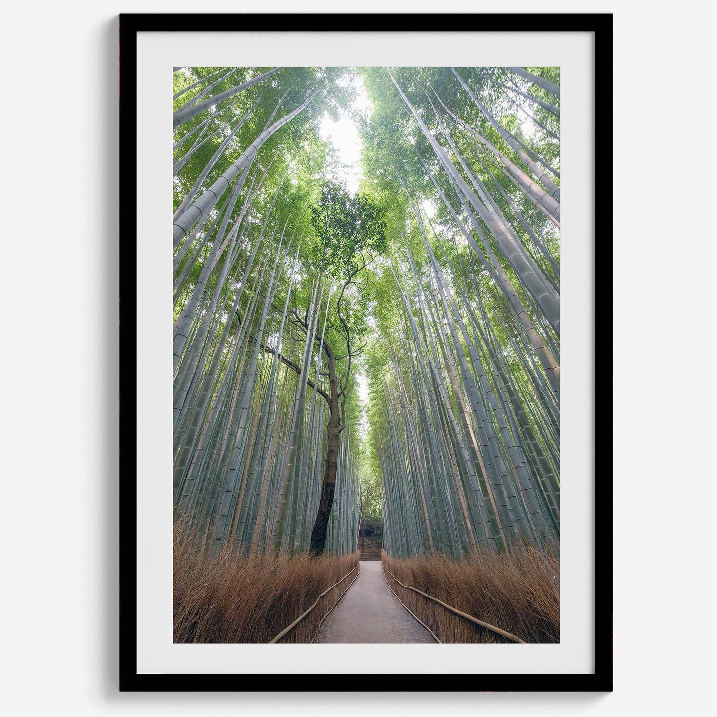 Bamboo Aisle