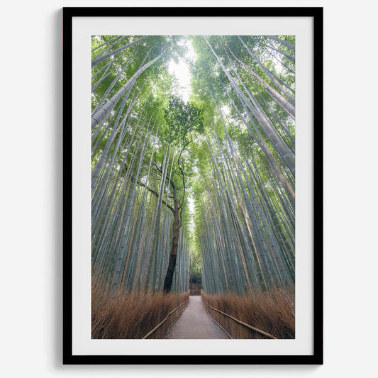 Bamboo Aisle