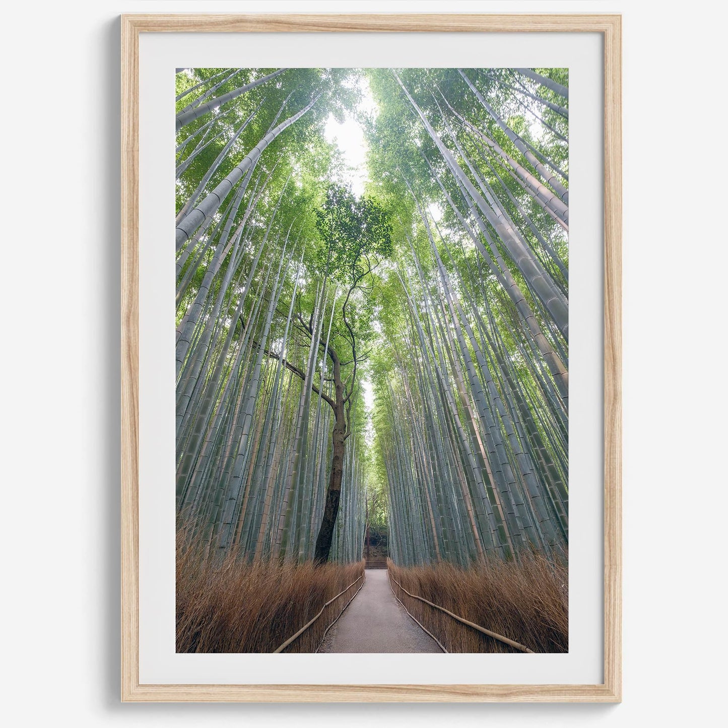 Bamboo Aisle