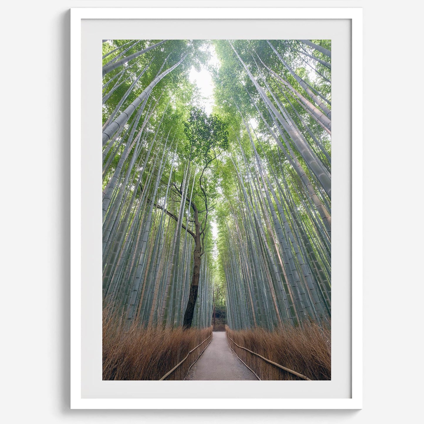 Bamboo Aisle