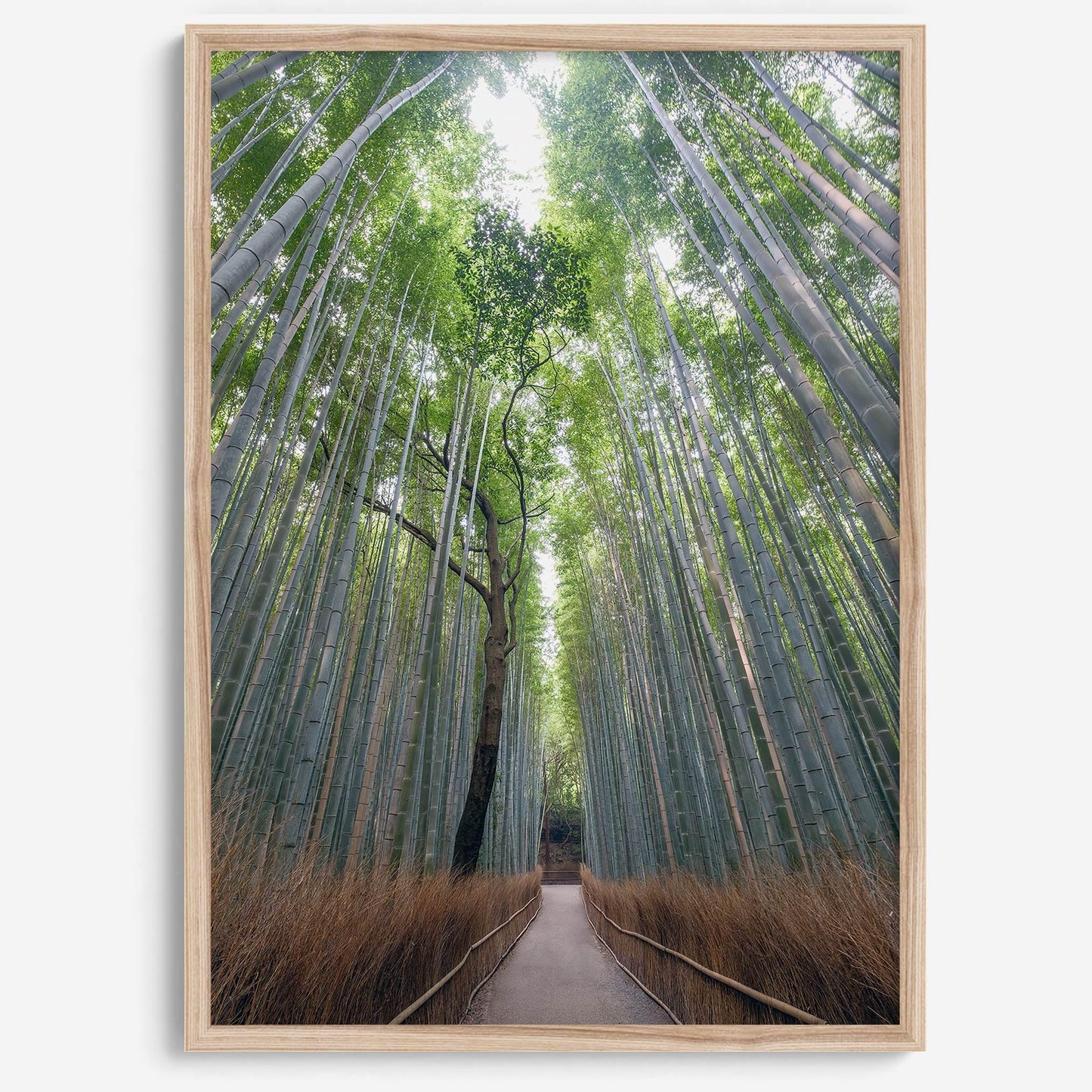 Bamboo Aisle