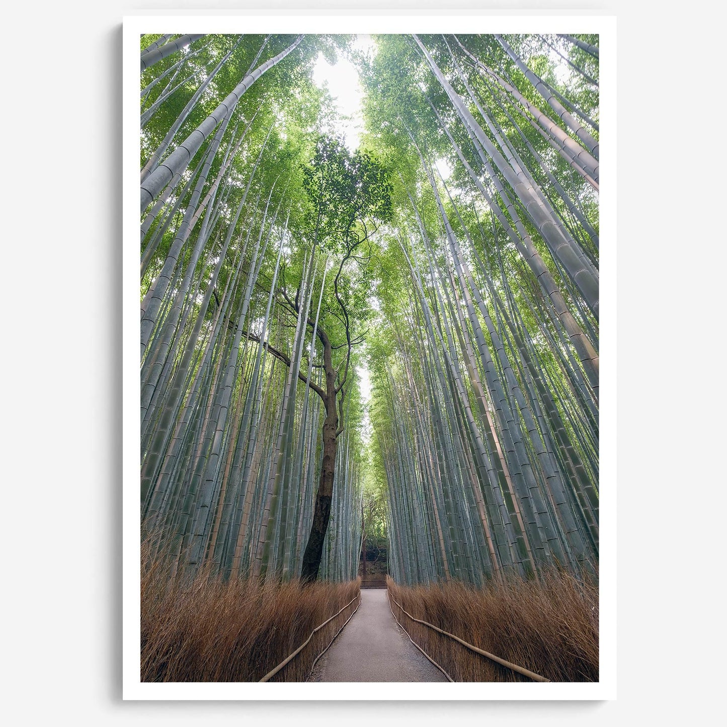 Bamboo Aisle