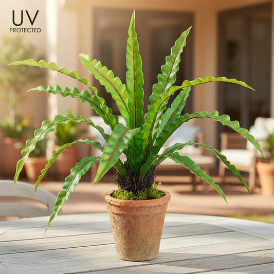 21" UV Protected Bird's Nest Fern in Aged Clay Pot