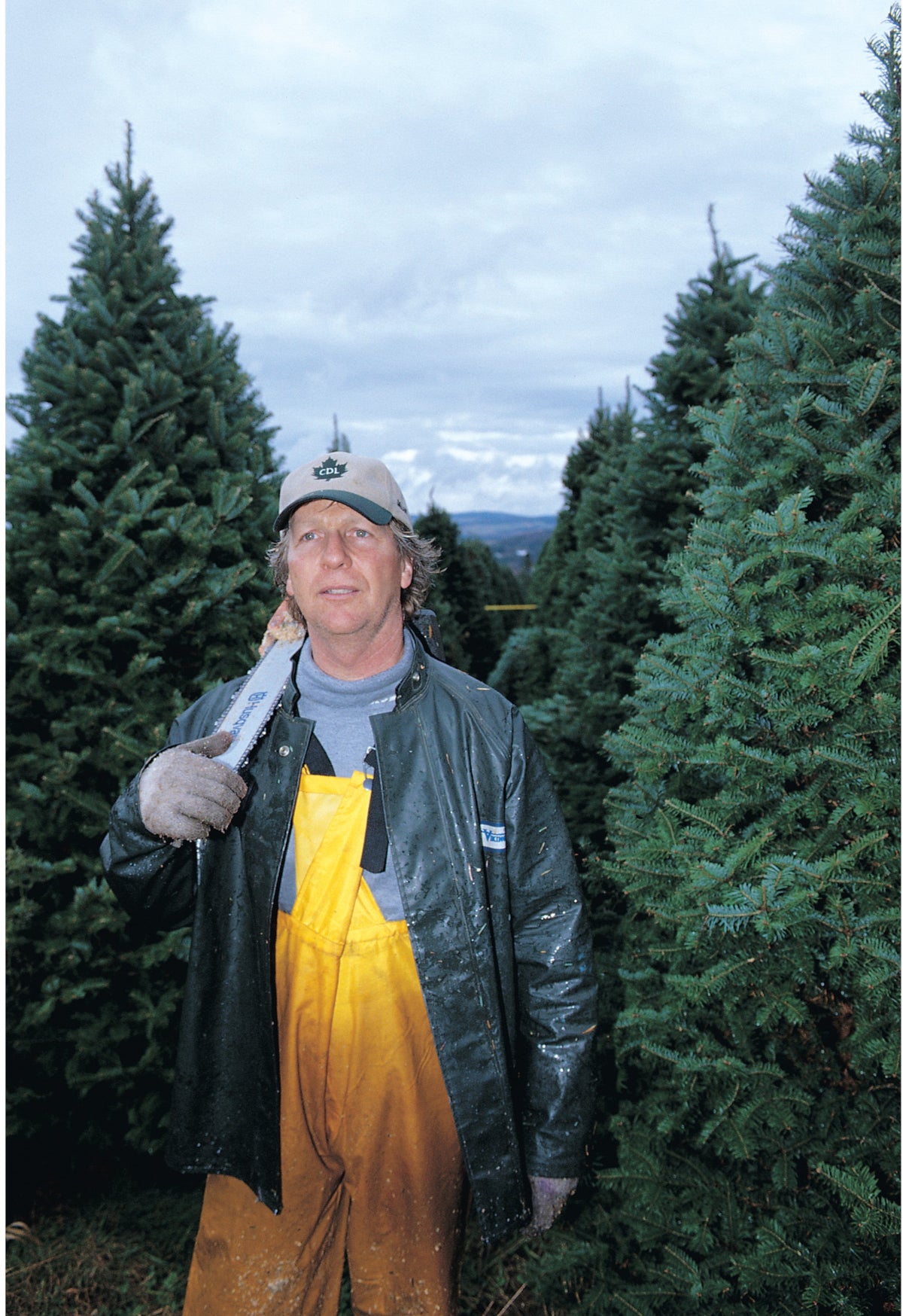 Real Christmas Trees Delivered 4 Foot Premium Balsam Fir Christmas Tree