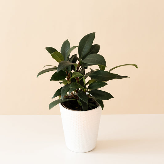 Cling-On® Mini Zen™
