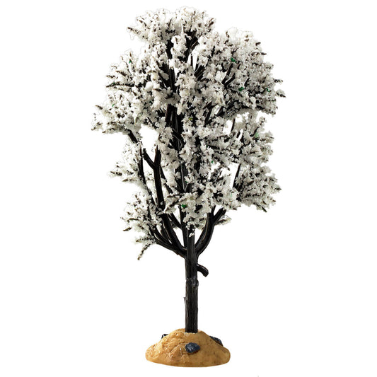 White Hawthorn Tree - 5 Inch