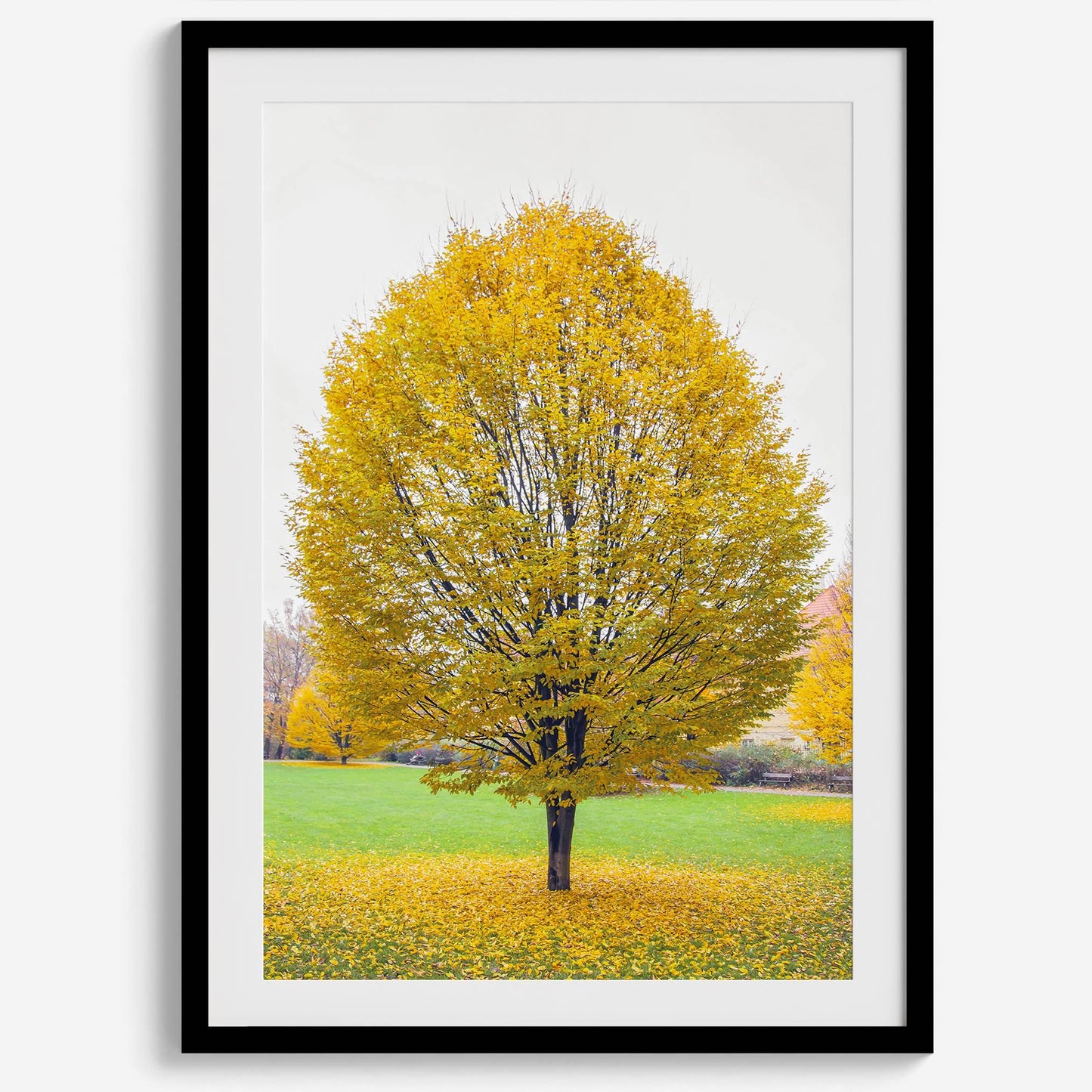 Golden Fall: Solitary tree with radiant yellow leaves in a Prague park, surrounded by fallen leaves on green grass. Perfect autumn wall decor.