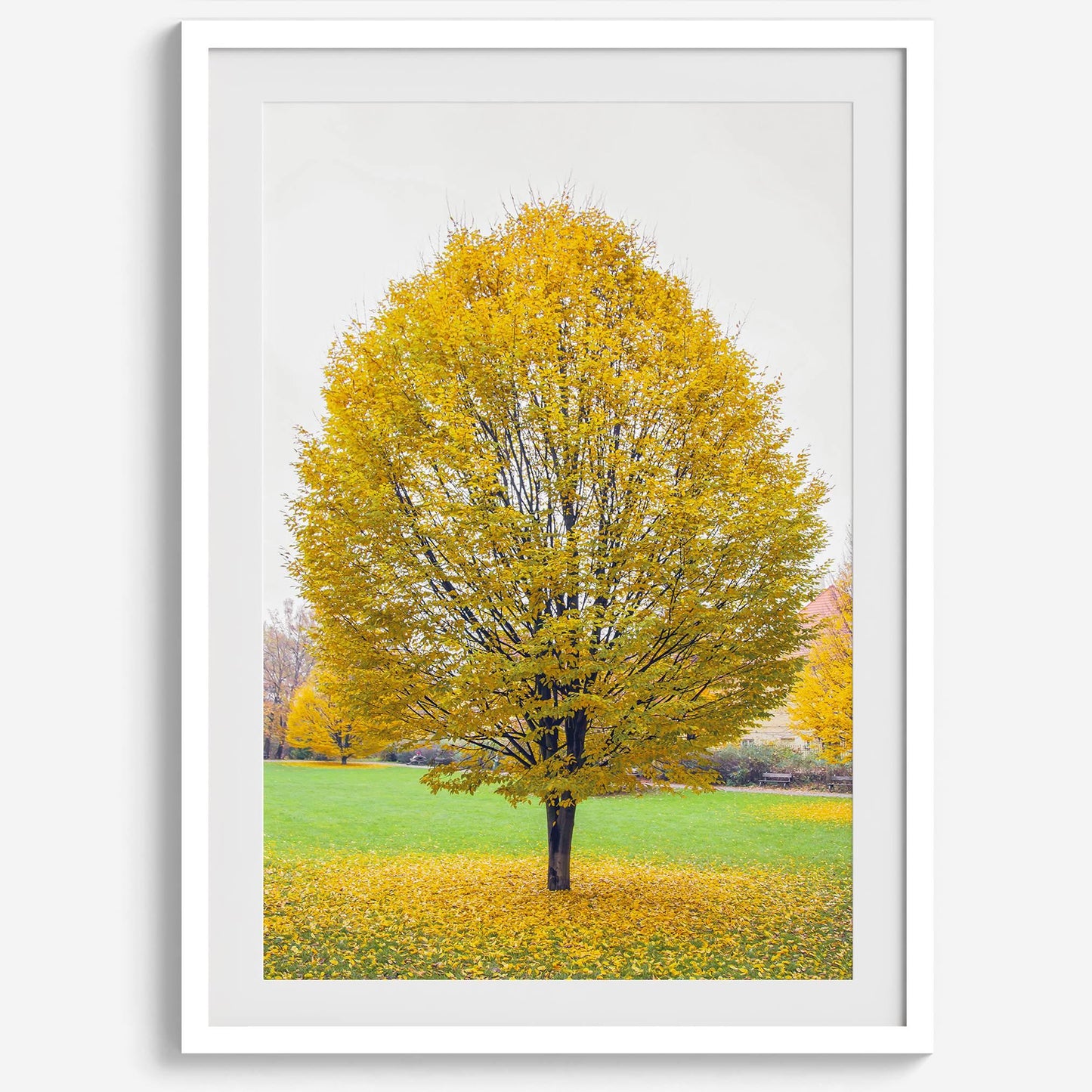 Golden Fall solitary tree in Prague park, vibrant yellow autumn leaves on grass, serene nature wall decor.