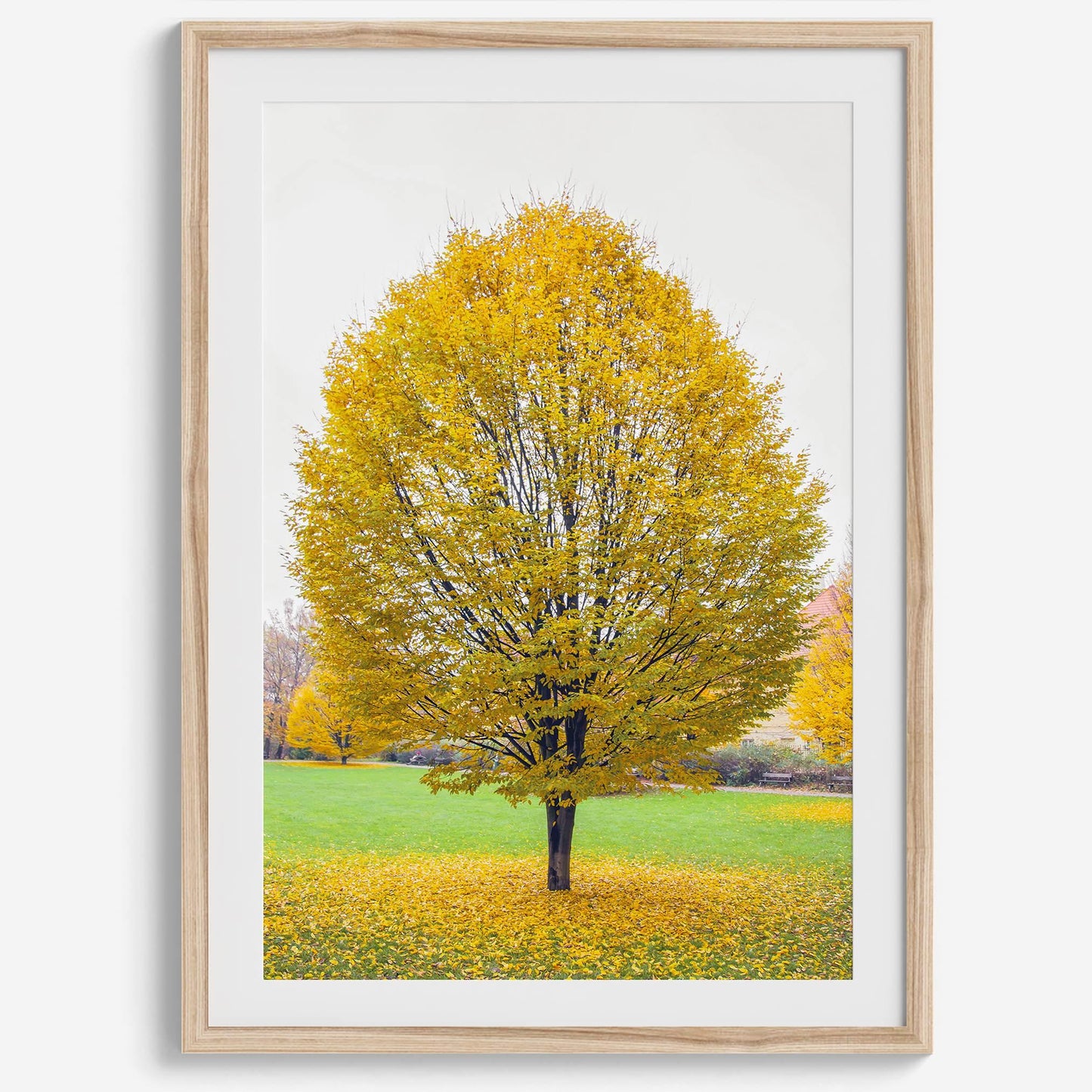 Golden Fall wall decor featuring a solitary tree with vibrant yellow autumn leaves in a Prague park