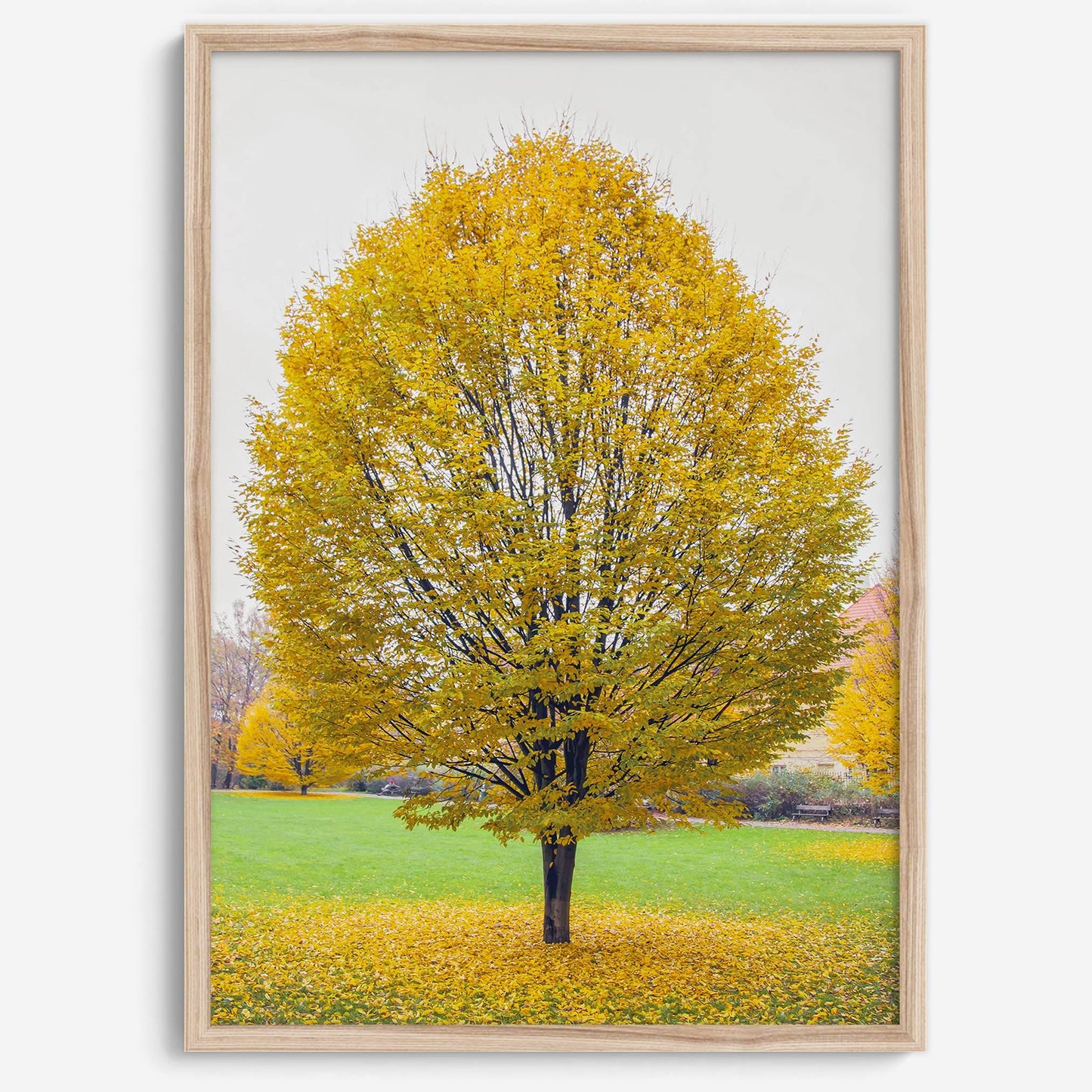 Golden Fall wall decor featuring a majestic solitary tree with vibrant yellow autumn leaves in a serene Prague park.