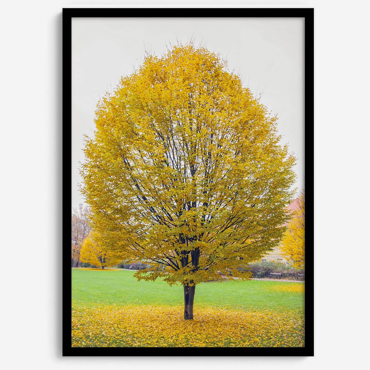 Golden Fall: Solitary tree with glowing yellow autumn leaves in a Prague park, with fallen leaves on green grass.