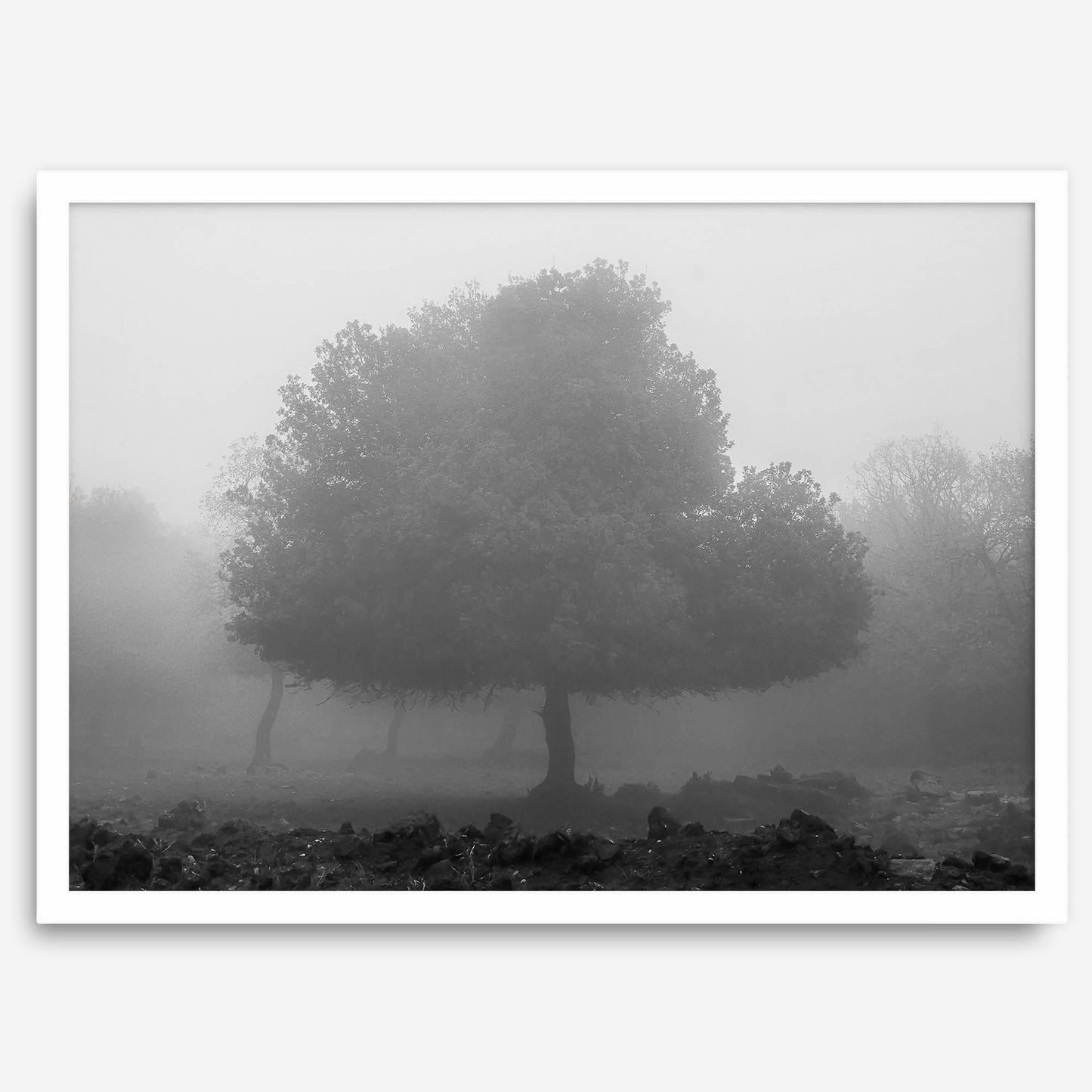 Foggy Forest