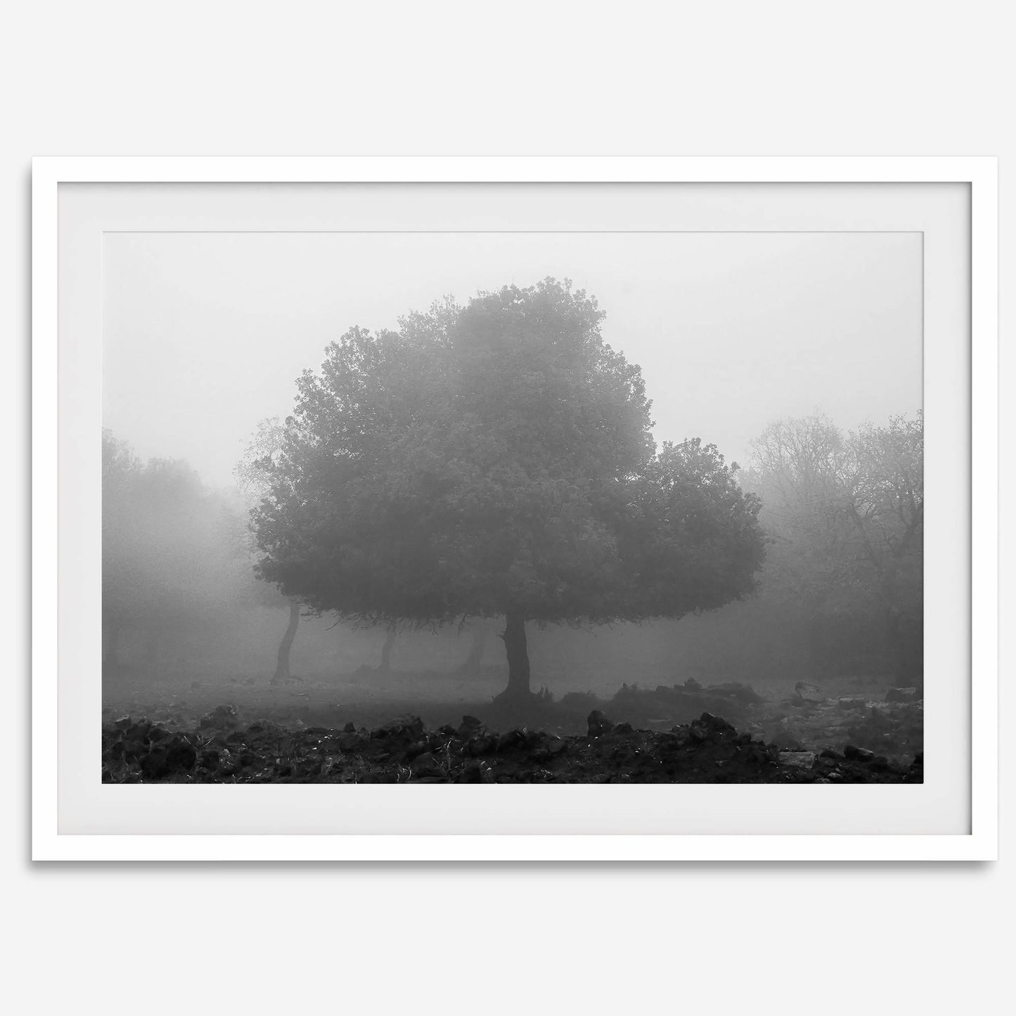 Foggy Forest