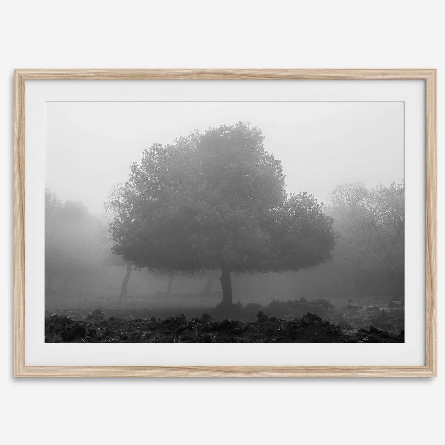 Foggy Forest
