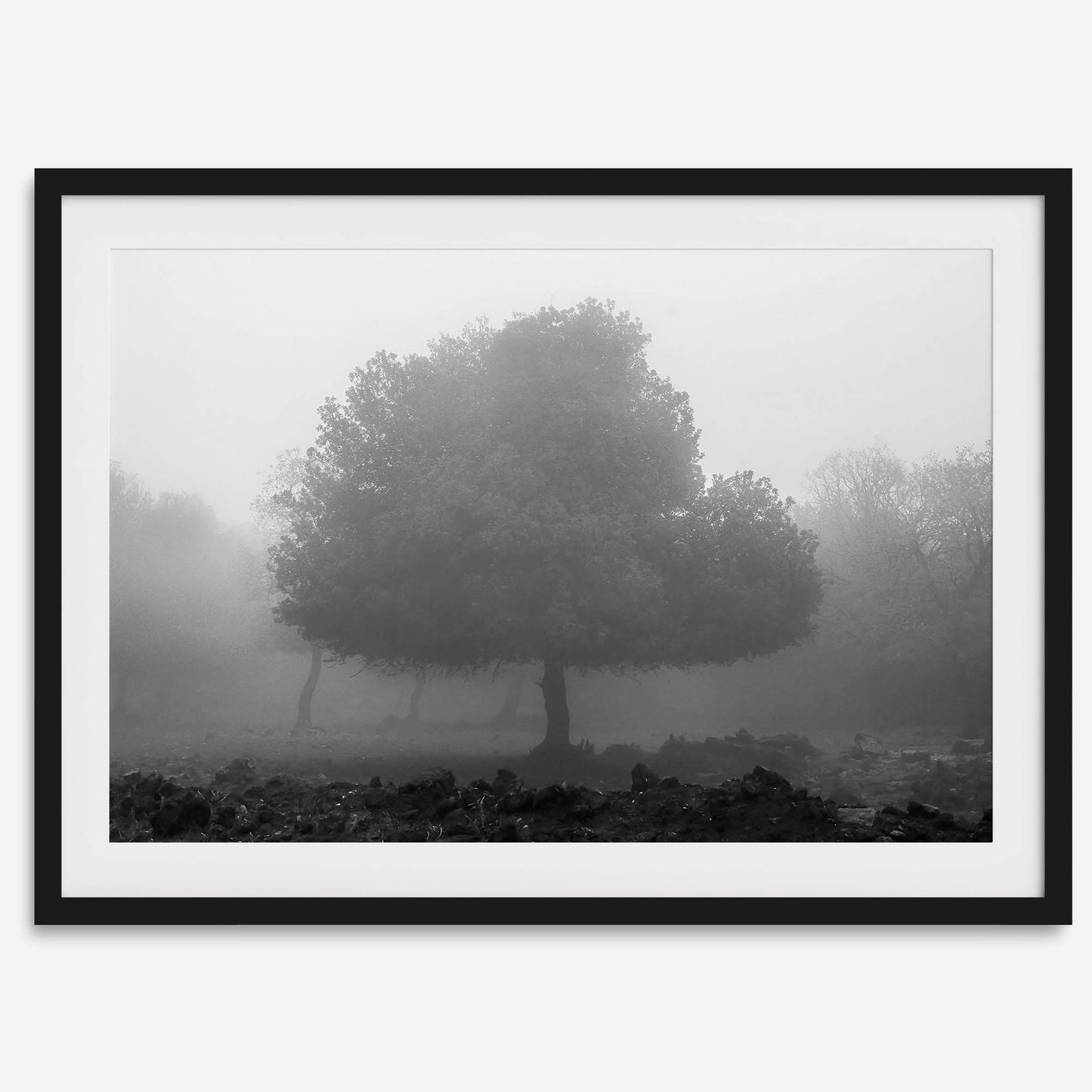 Foggy Forest