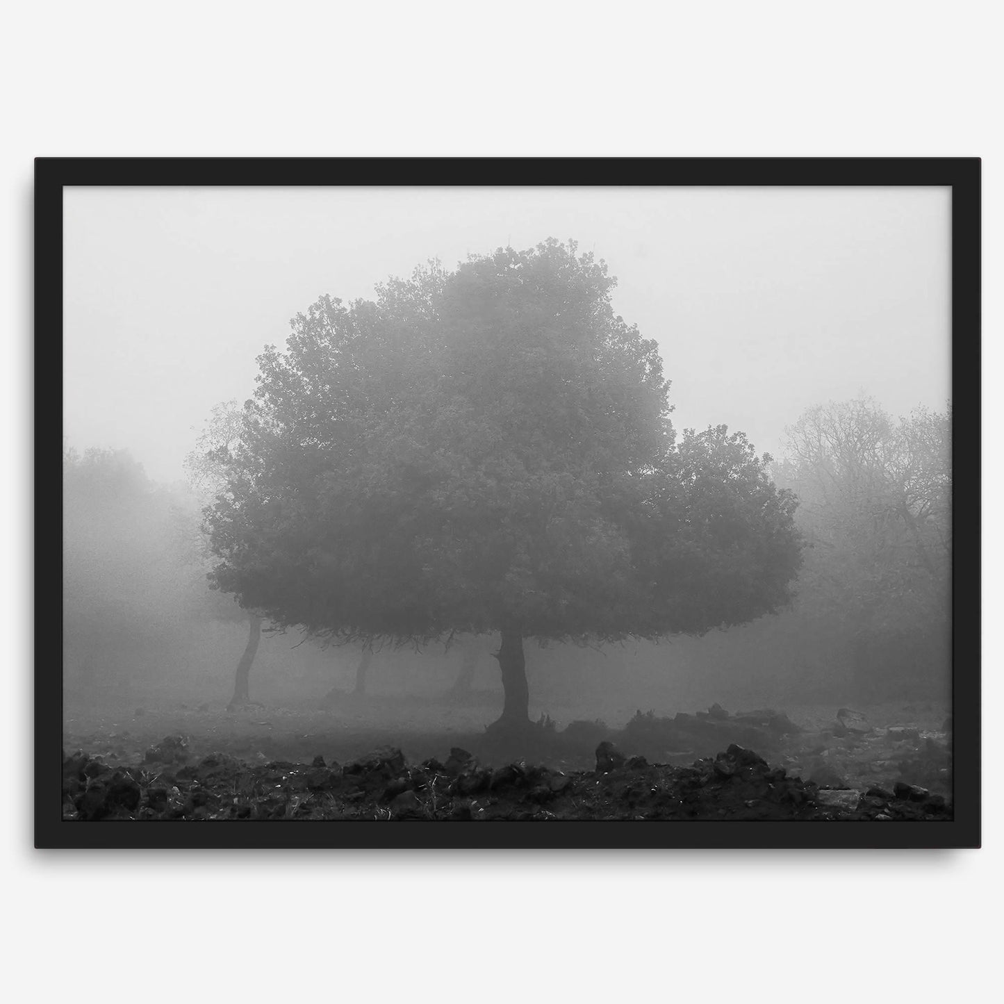 Foggy Forest