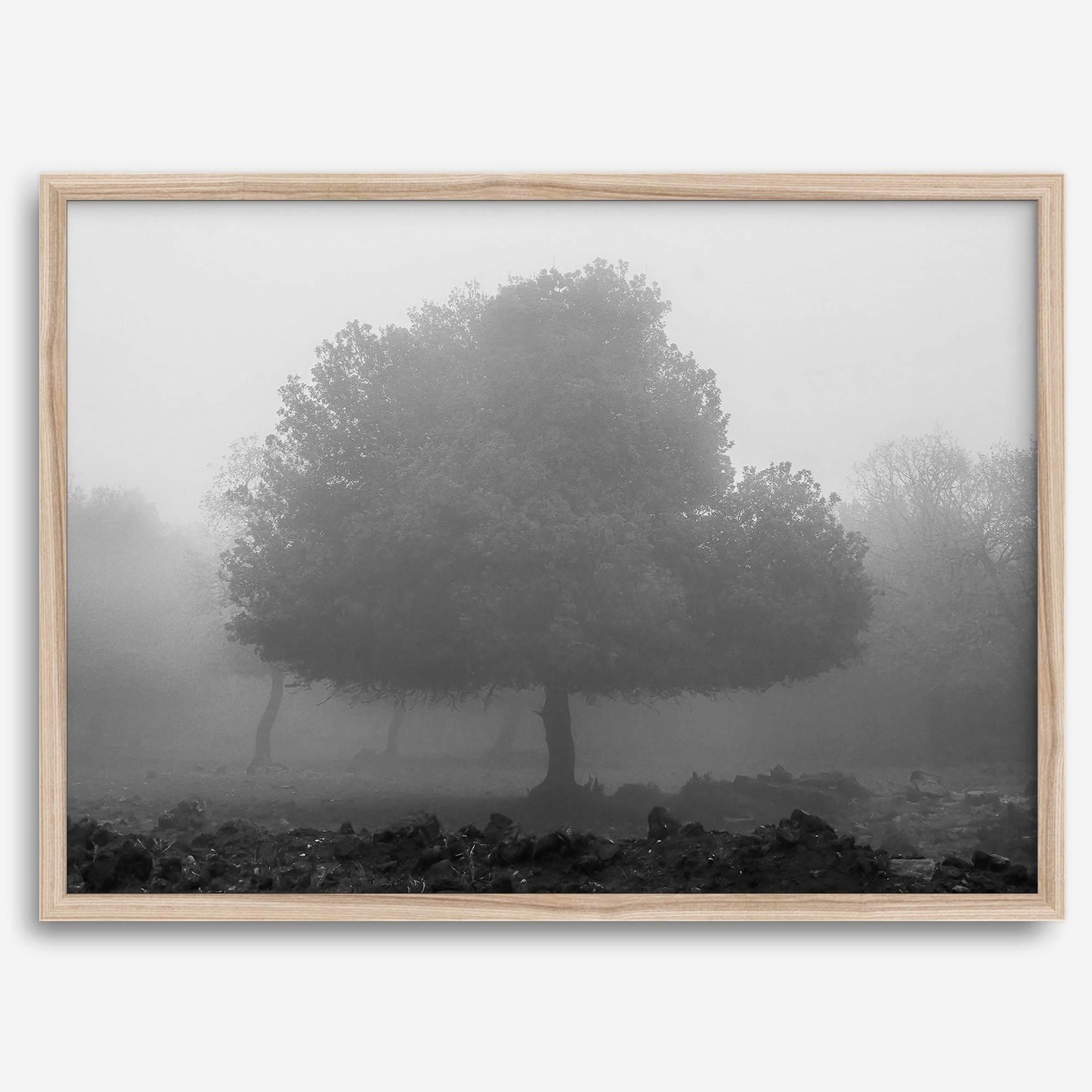 Foggy Forest