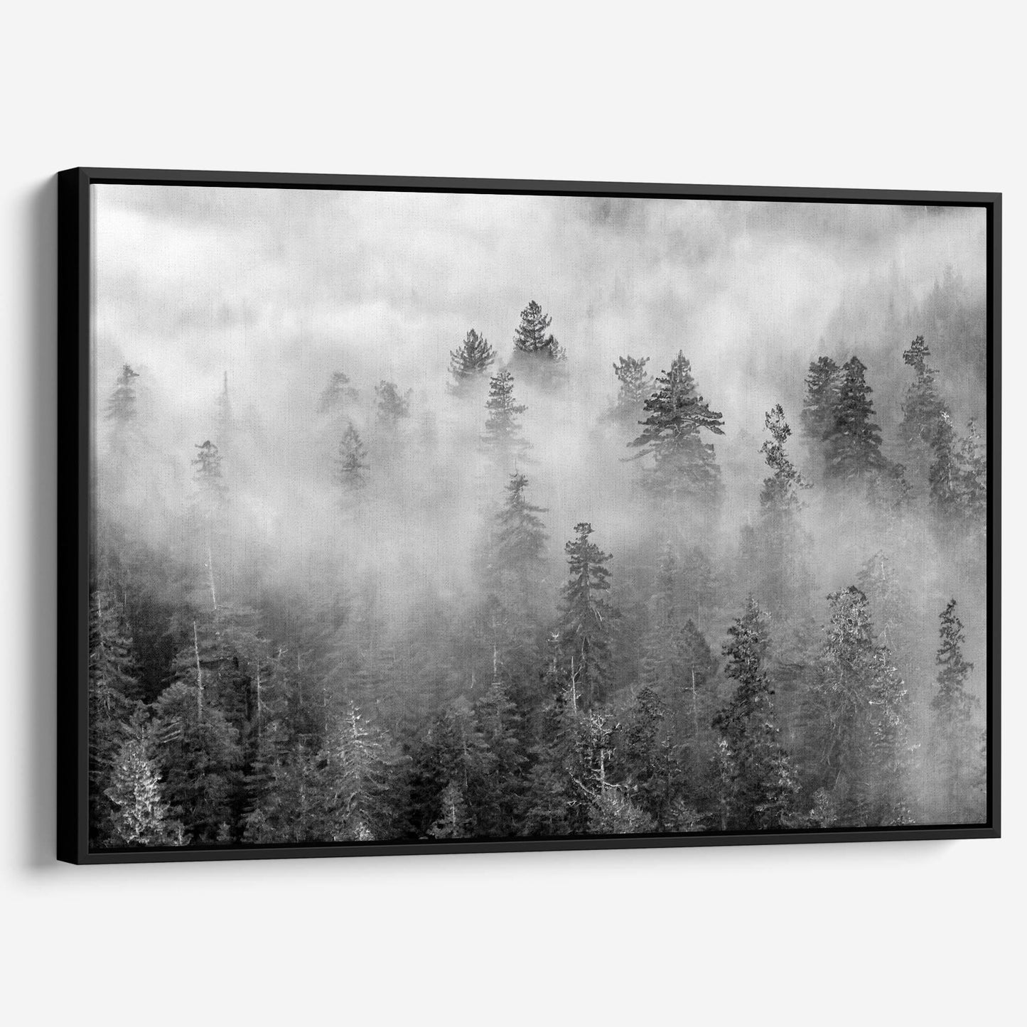 Foggy Treetops Canvas