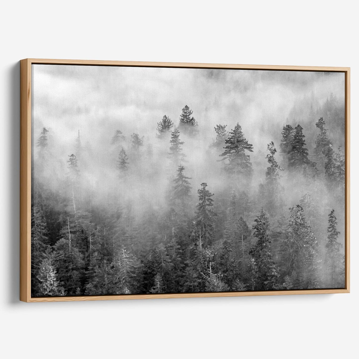 Foggy Treetops Canvas