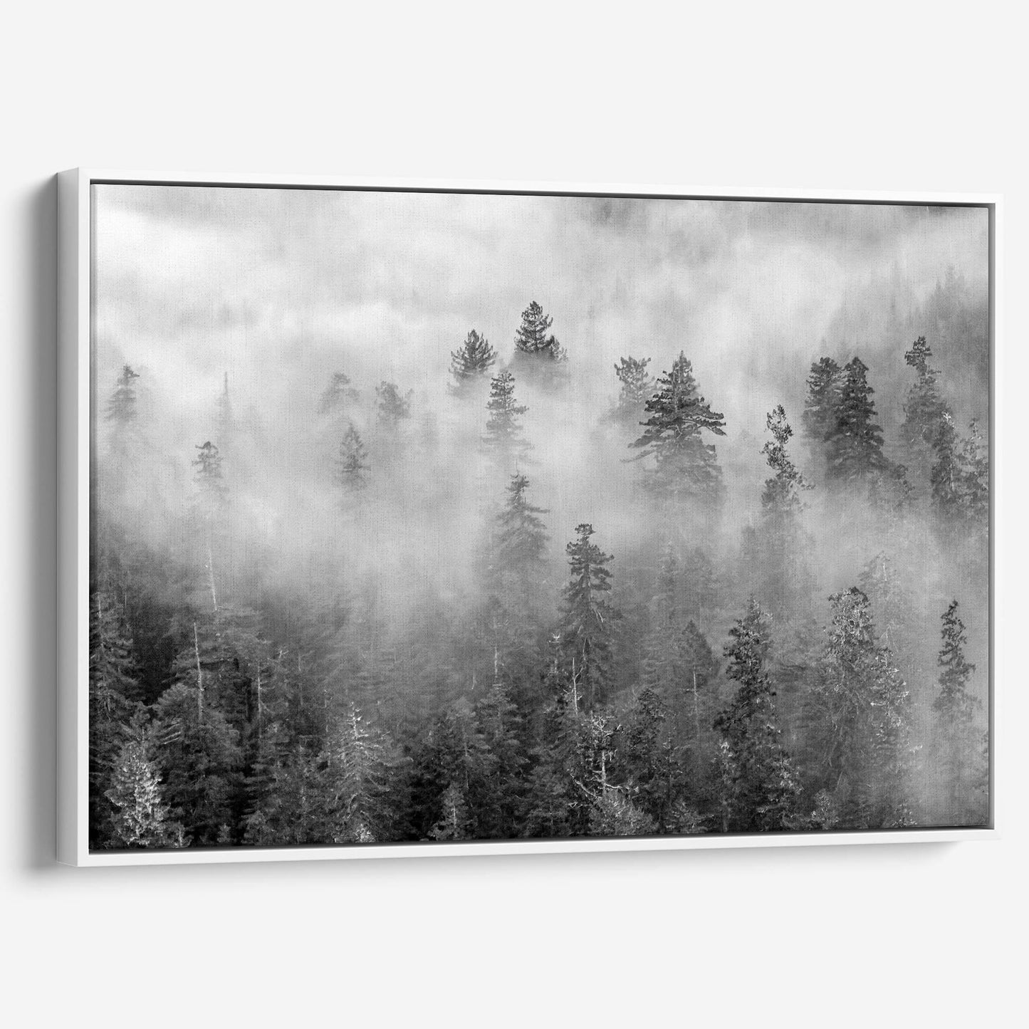Foggy Treetops Canvas