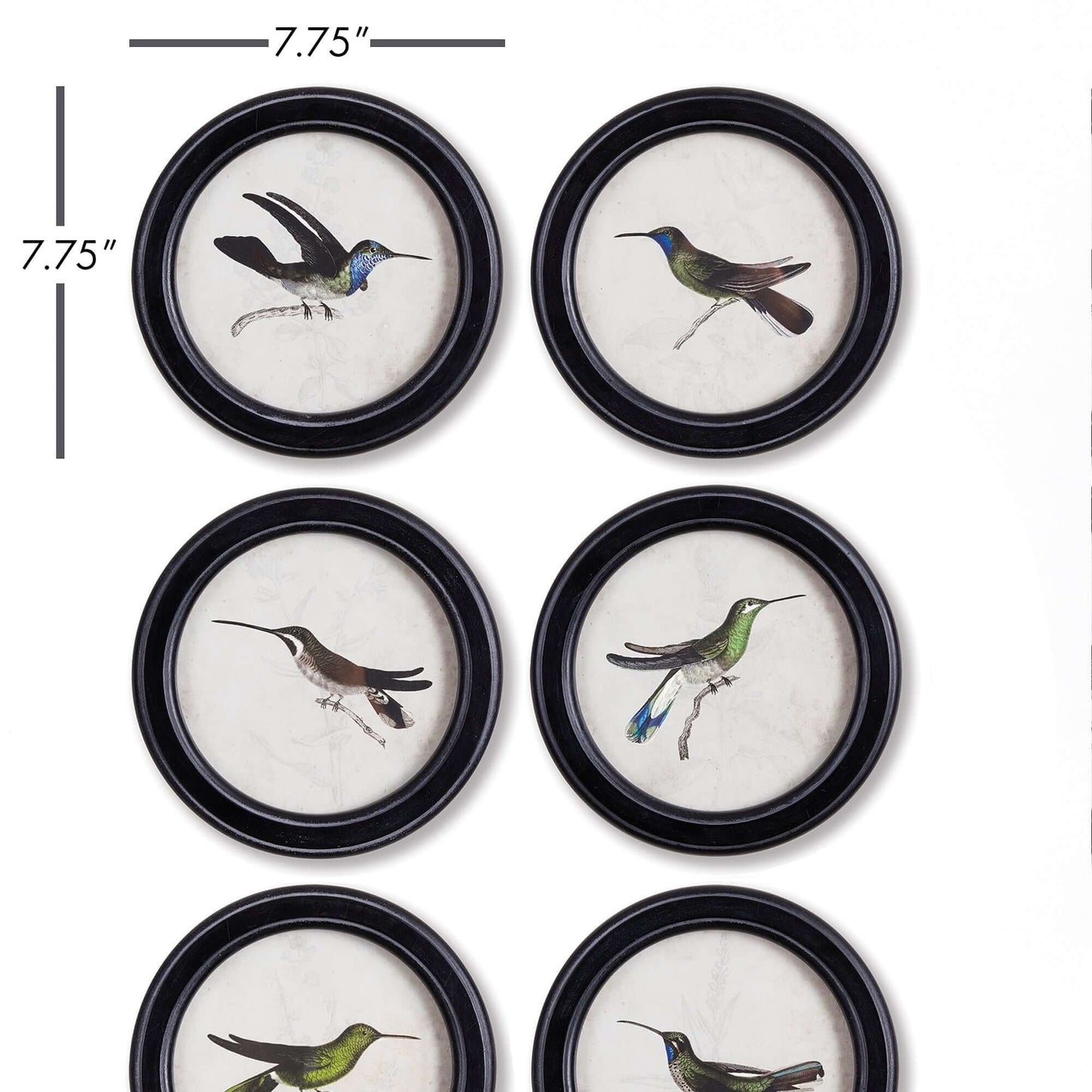 Framed Vintage Hummingbird Prints (Set of 6)