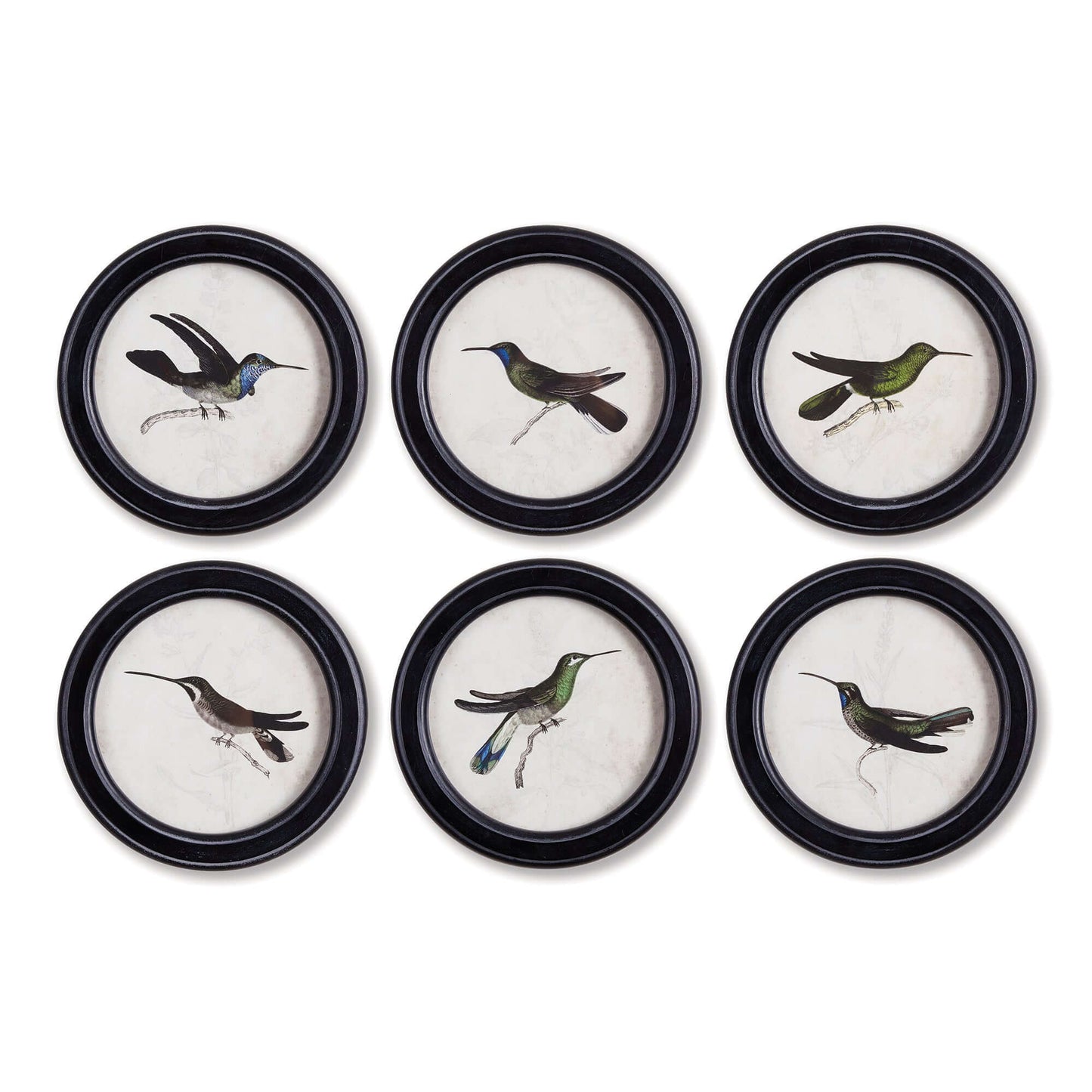 Framed Vintage Hummingbird Prints (Set of 6)