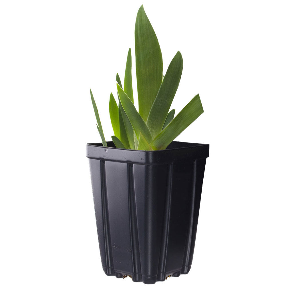 Sunrise Elegy Bearded Iris Quart Container