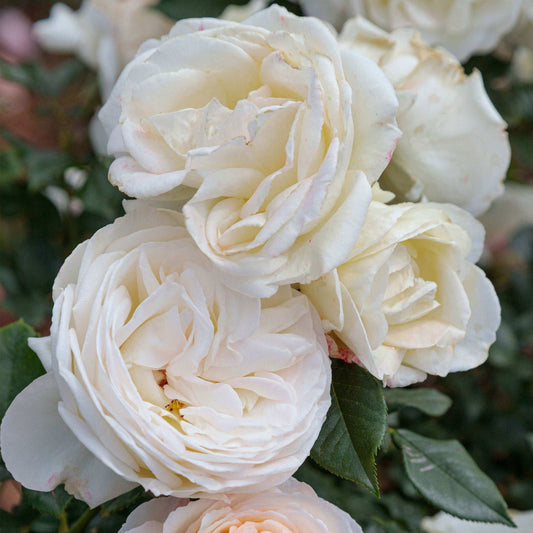 Top Cream Rose 1.5 Gallon Pot Fragrant Hybrid Tea Rose