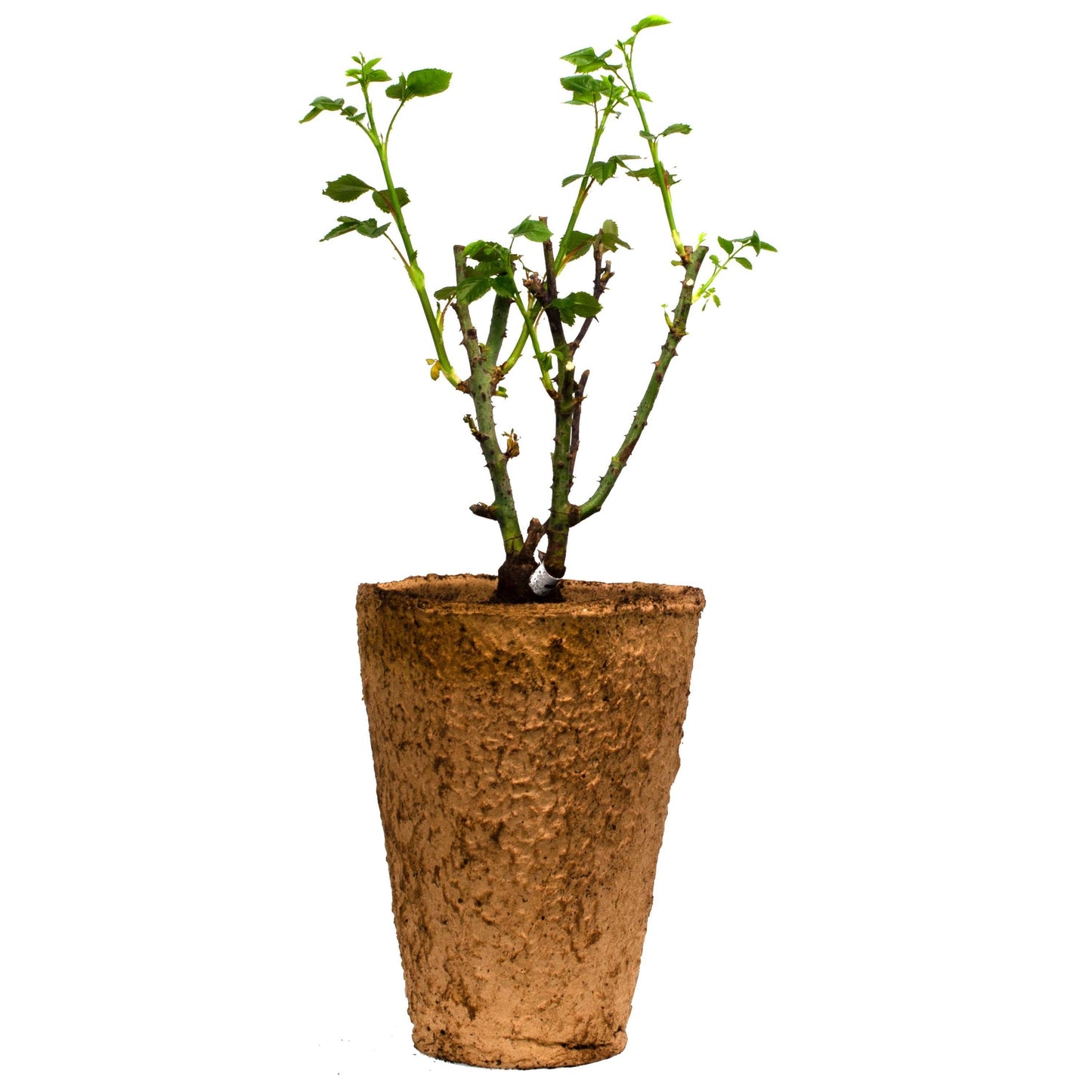 Angel Face Rose 1.5 Gallon Pot