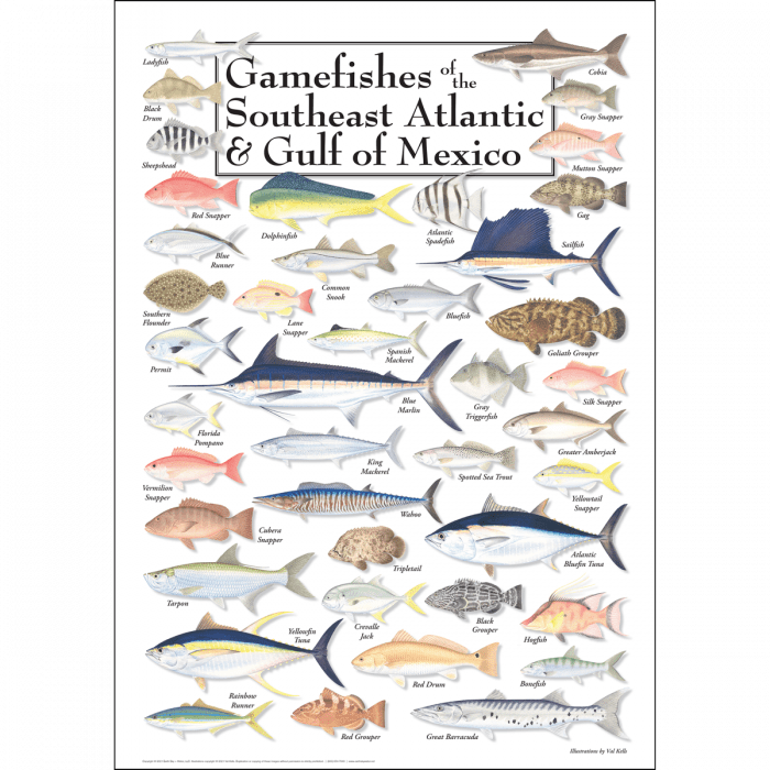 Gamefishes of the SE Atlantic & Gulf of Mexico Poster – 19″ x 27″