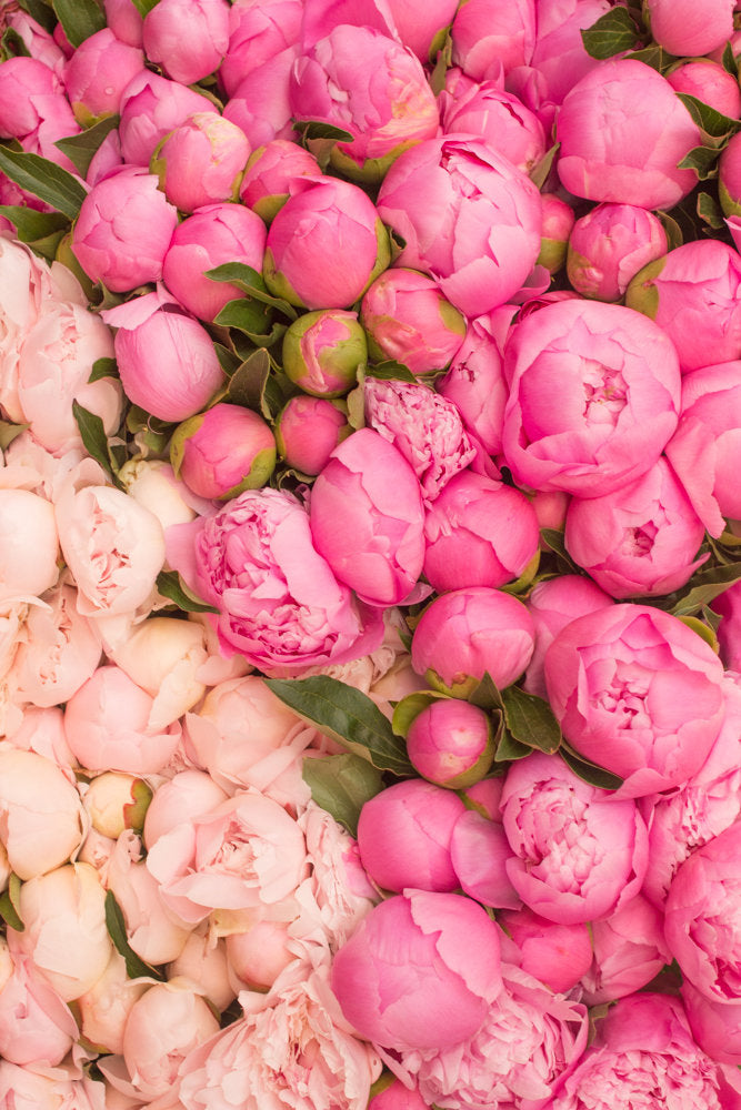 Paris Pink Peony Season