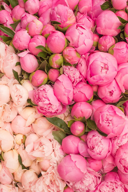 Paris Pink Peony Season