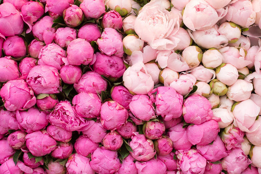 Peony Season in Paris