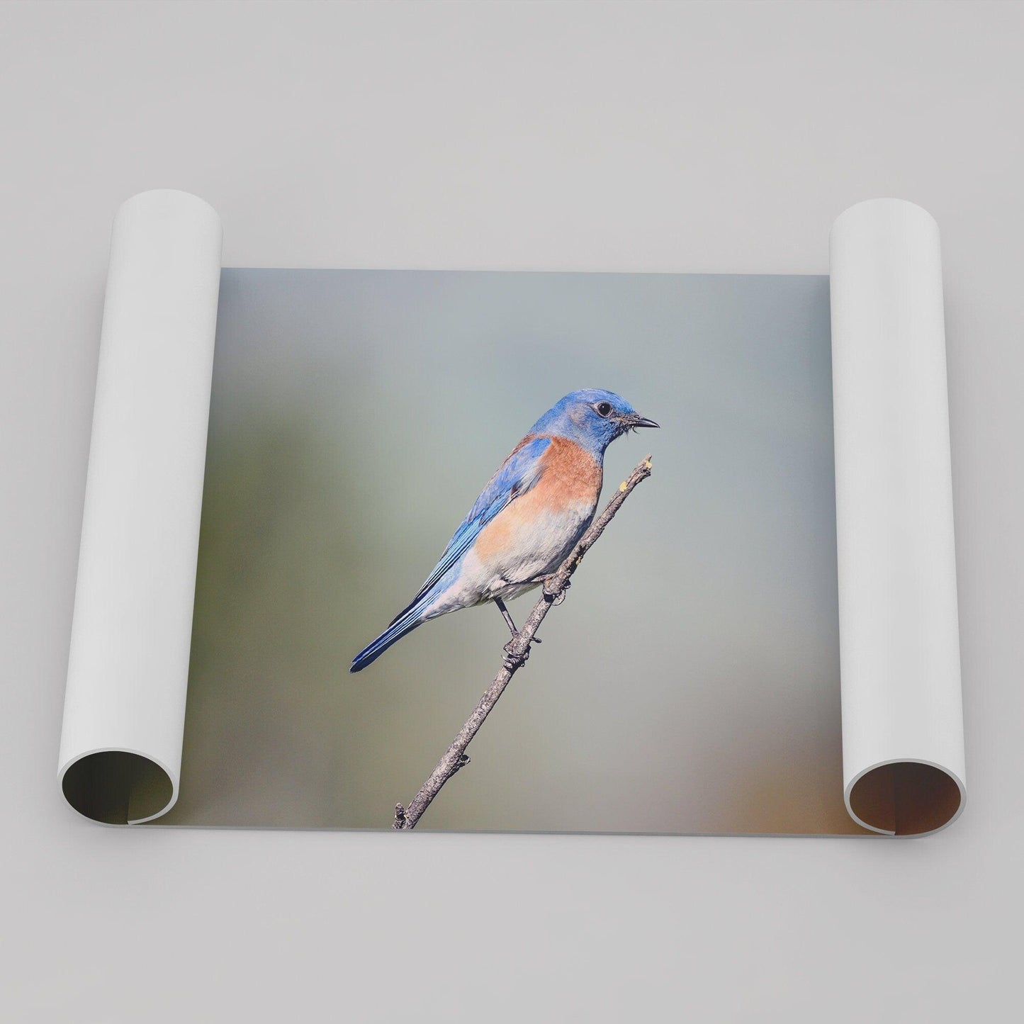 Western Blue Bird