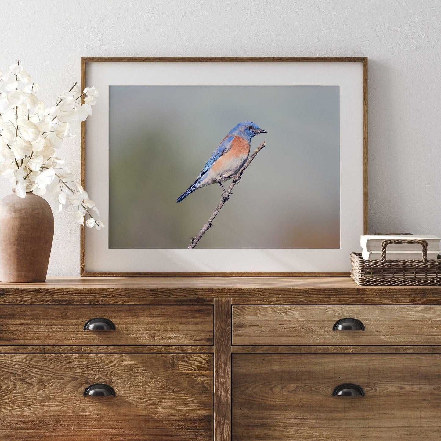 Western Blue Bird