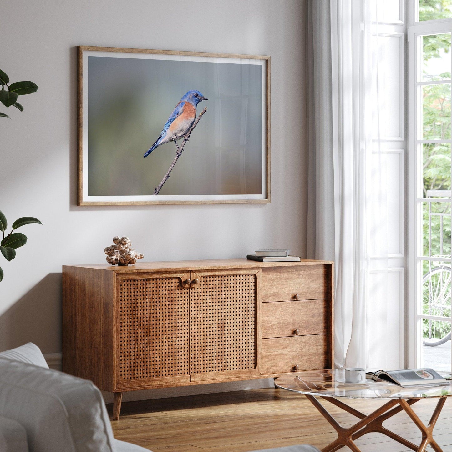 Western Blue Bird
