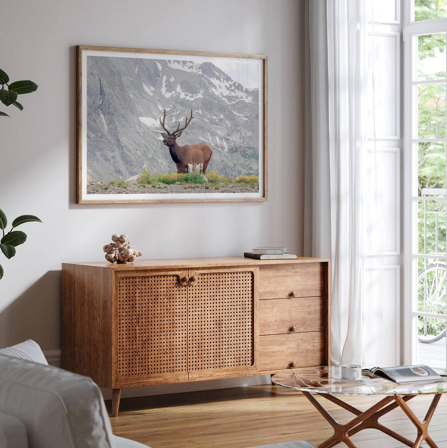 Mountain Elk