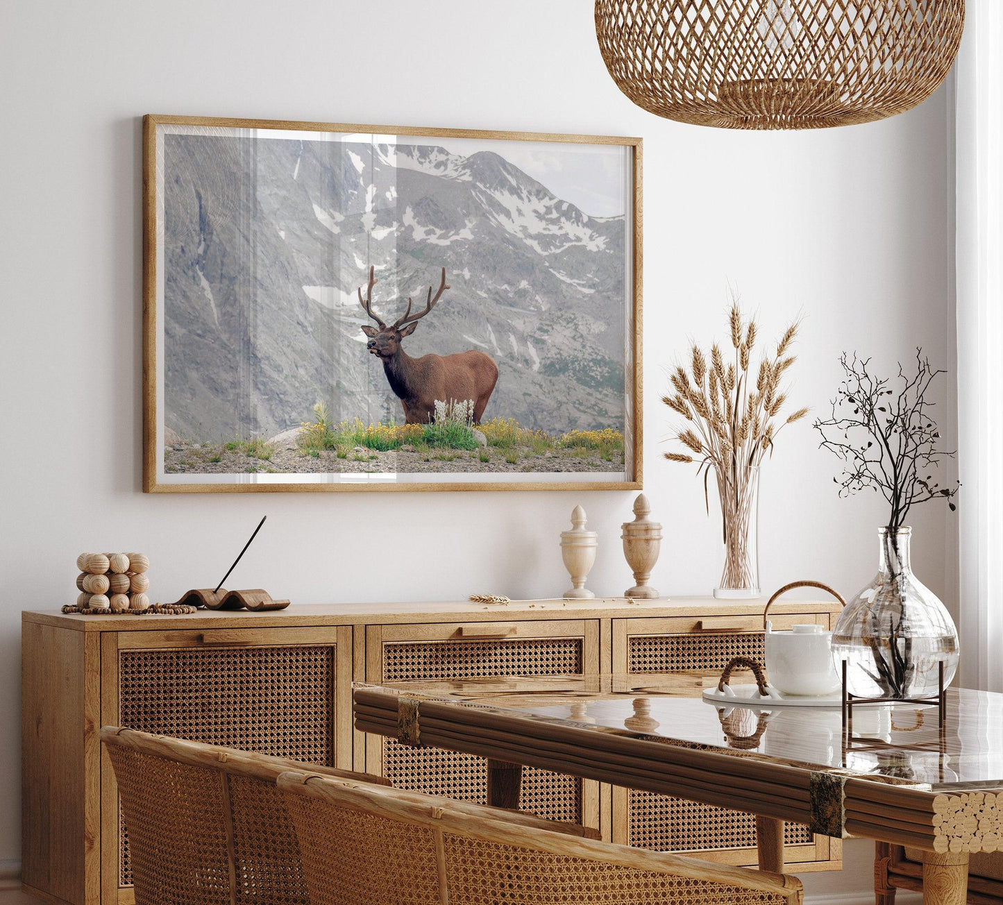 Mountain Elk