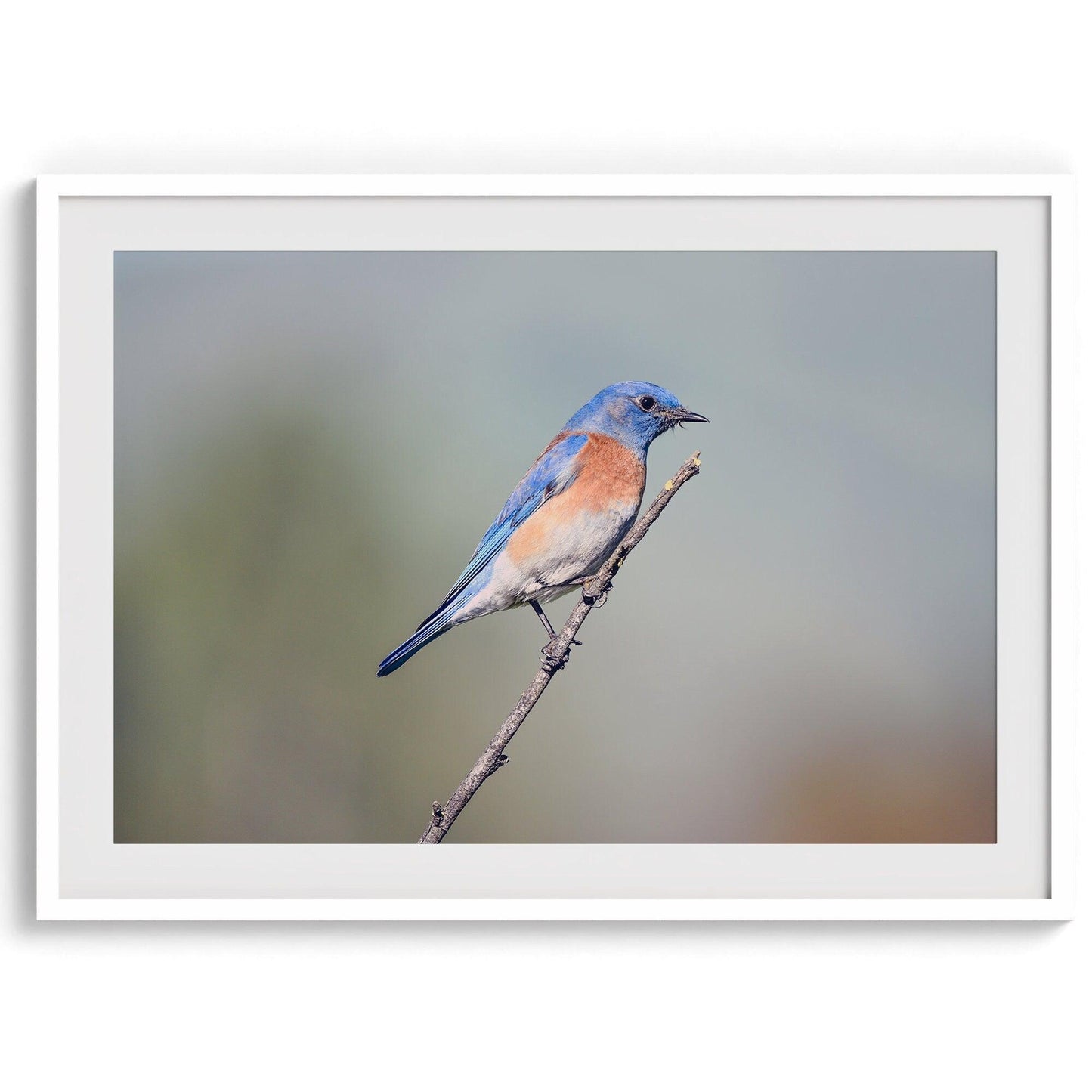 Western Blue Bird